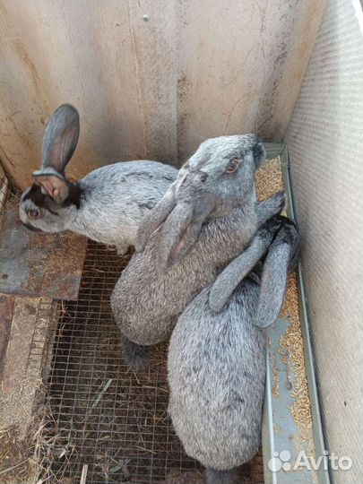 Кролики Полтавское серебро