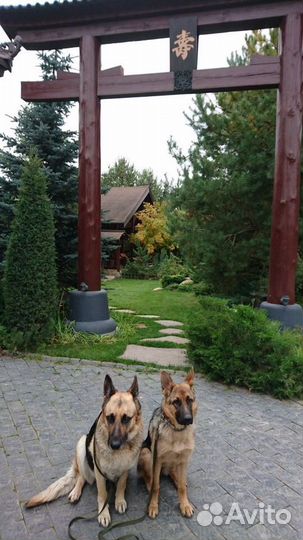 Дрессировка и обучение собак кинолог