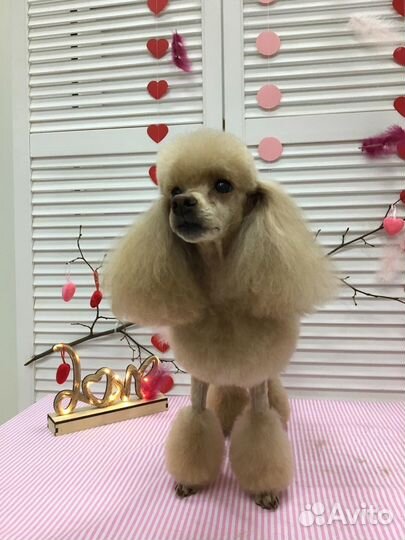 Профессиональная стрижка собак