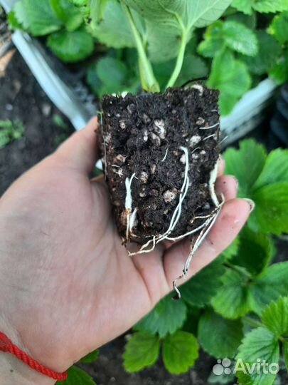 Рассада клубники