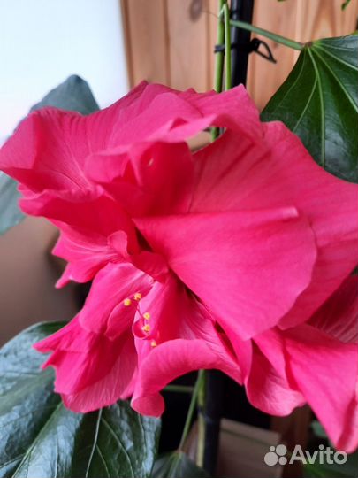 Гибискус (два вида)