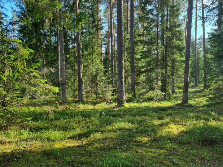 Участок 14 сот. (ИЖС)