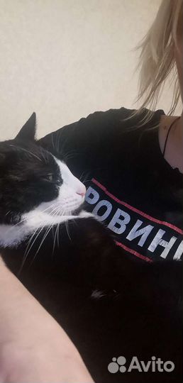 Кот взрослый