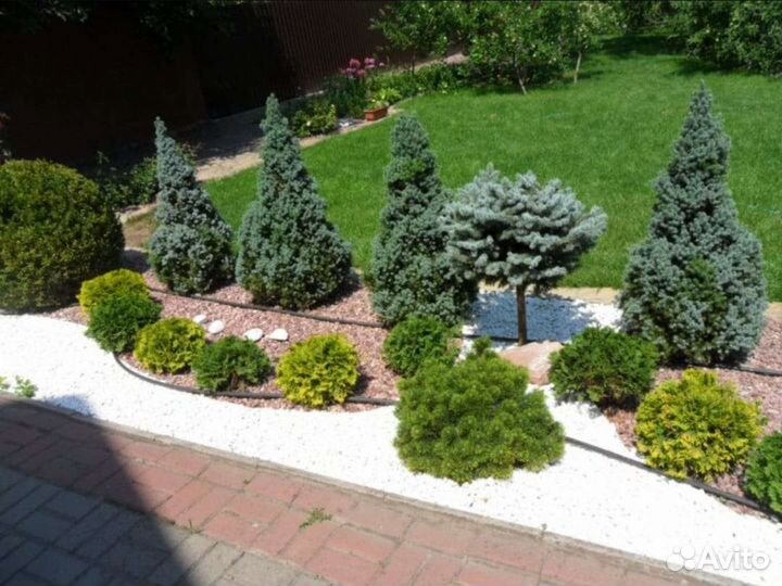 Можжевельник