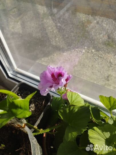 Комнатные растения цветы