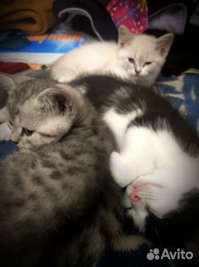 Котята в добрые руки