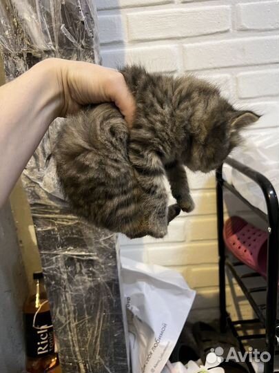 Котята в добрые руки бесплатно