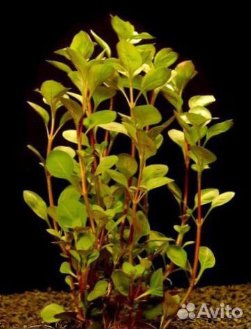 Акв.растения, Валлиснерия спиральная,погестемон