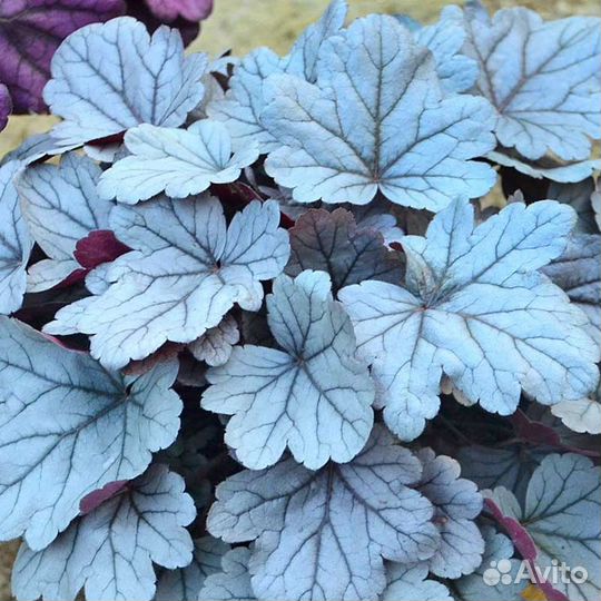 Гейхеры 6 видов