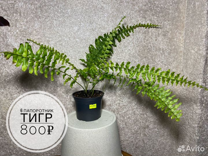 Папоротник тигр