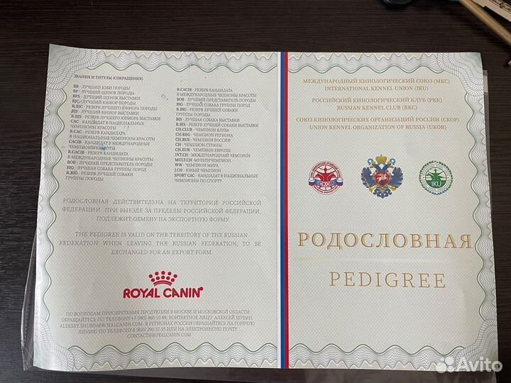 Вязка Джек Рассел терьер