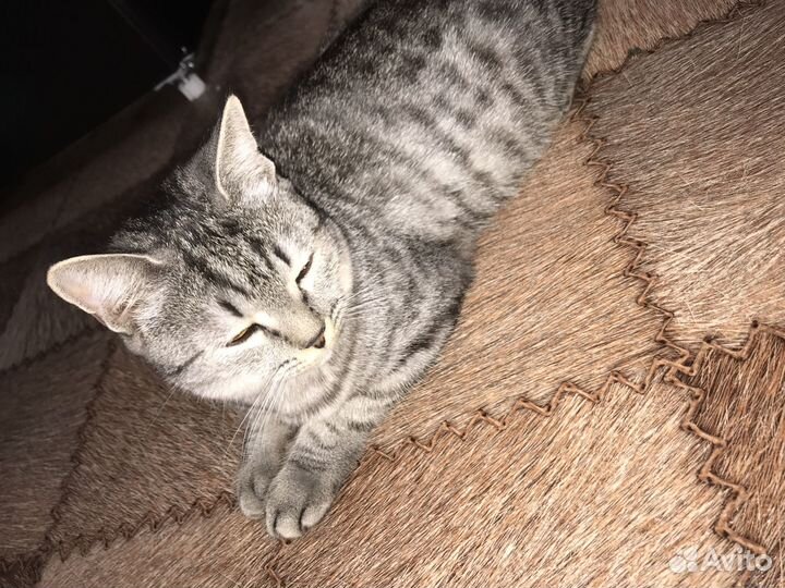 Шотландская кошка