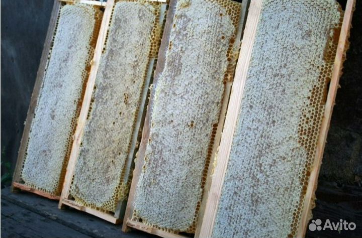 Сотовый мед оптом