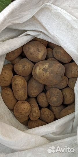 Продам картофель
