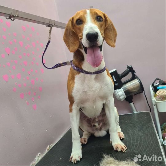 Стрижка животных. Грумер