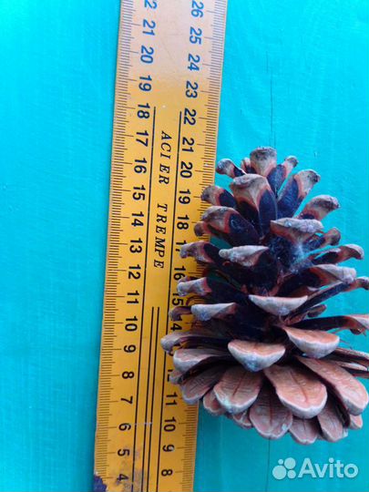 Шишки сосновые