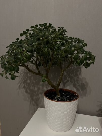 Аихризон Дерево любви