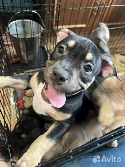 Американский булли классик