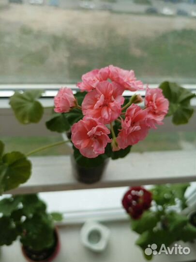 Пеларгония