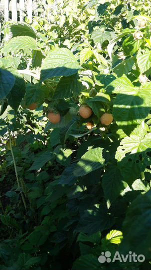 Саженцы жёлтой и красной ремонтантной малины