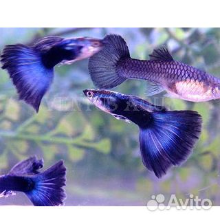 Гуппи, улитки