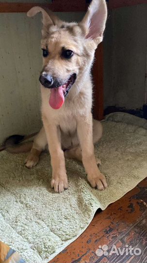 Собака в добрые руки