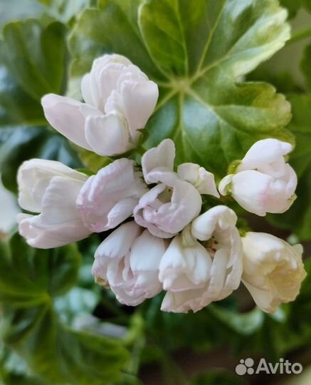 Пеларгонии, герани сортовые, тюльпановидные