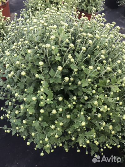 Хризантемы мультифлора