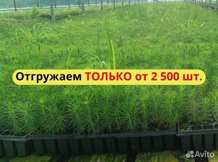 Сеянцы сосны зкс оптом