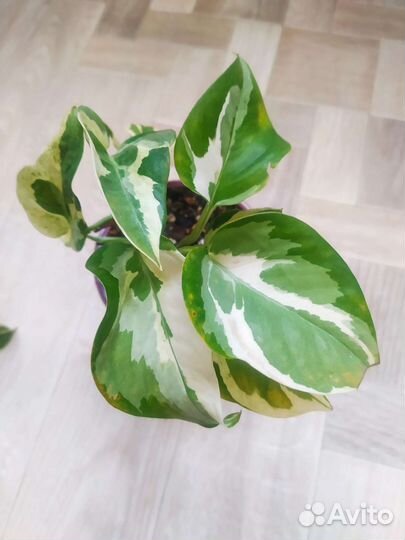 Сциндапсусы