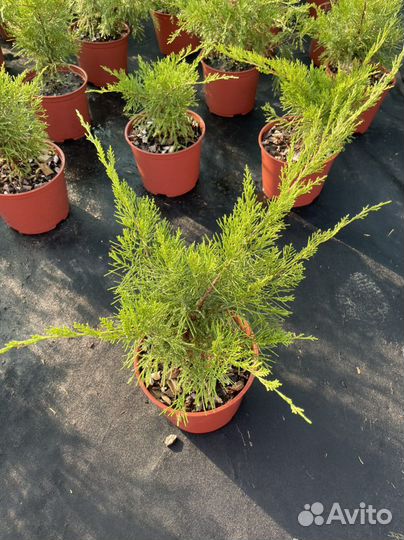 Можжевельник казацкий