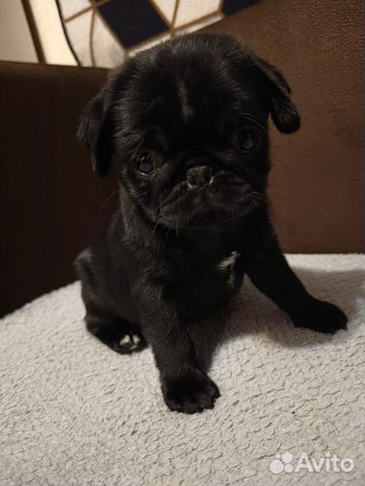 Щенки бронь