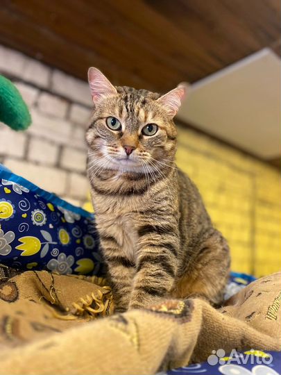 Кошка в добрые руки