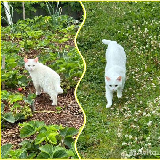 Ласковая неженка