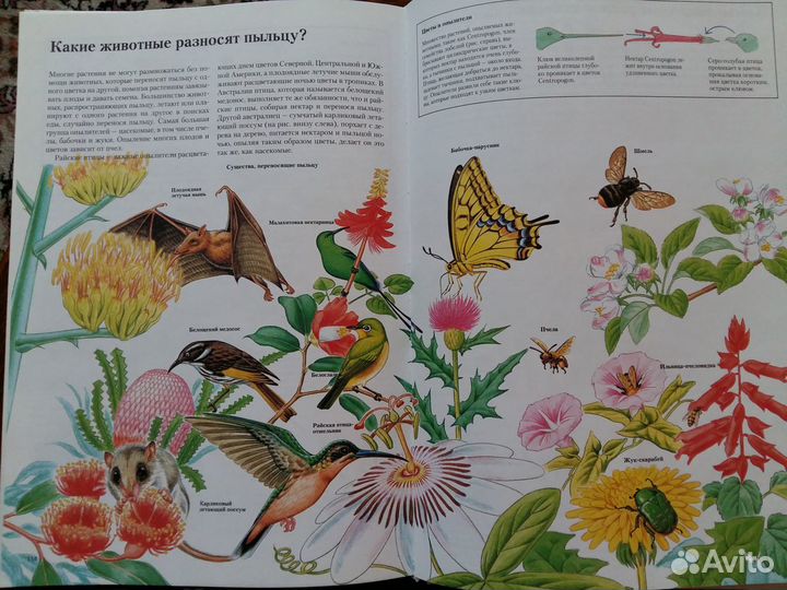 Детская энциклопедия. Всё о рисовании