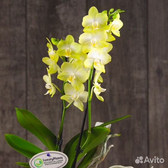Орхидея Фаленопсис нежный лайм 2 ст