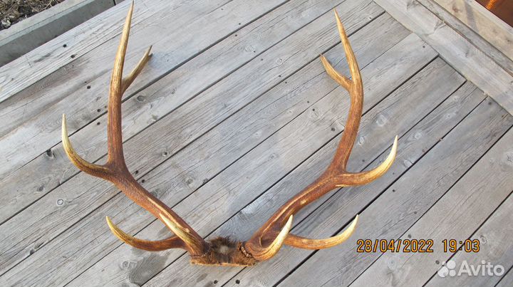 Рога марала (Благородный олень Восточные Саяны)