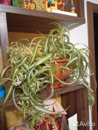 Хлорофитум