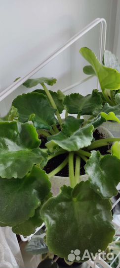 Фиалки цветущие в горшке