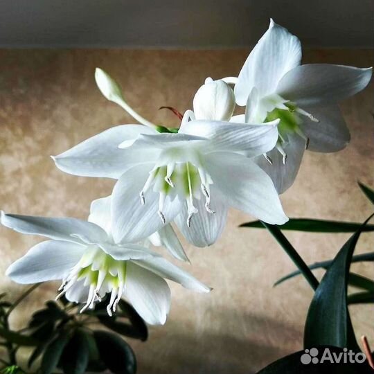 Эухарис амазонская лилия луковицы