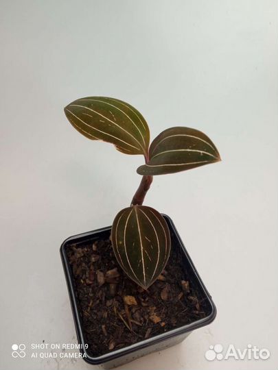 Драгоценная орхидея Ludisia