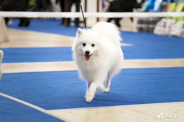 Японский шпиц вязка