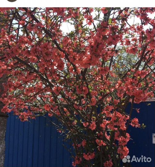 Ханомелес айва японская