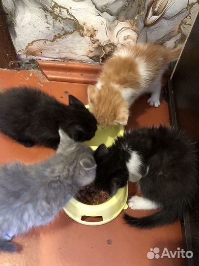 Котята