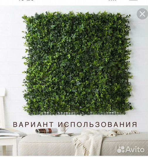 Шефлера панно