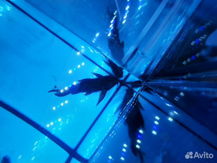 Сомик синодонтис