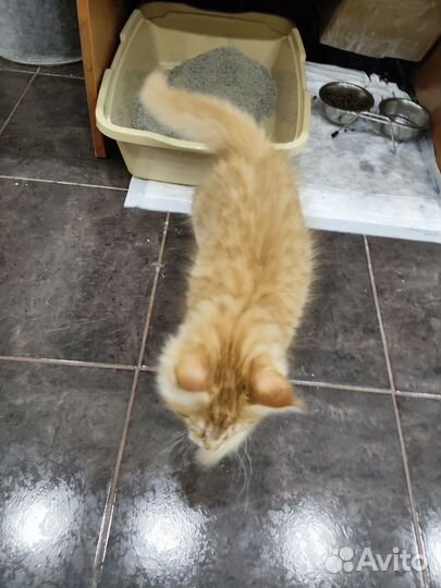 Котёнок Мейн-кун