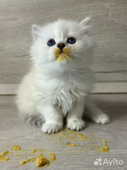 Британская шиншилла