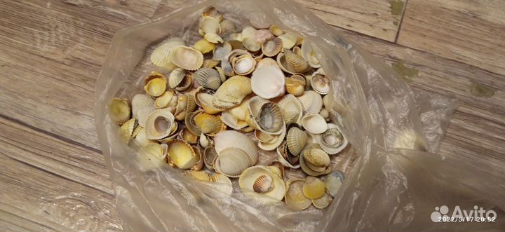 Ракушки для аквариума