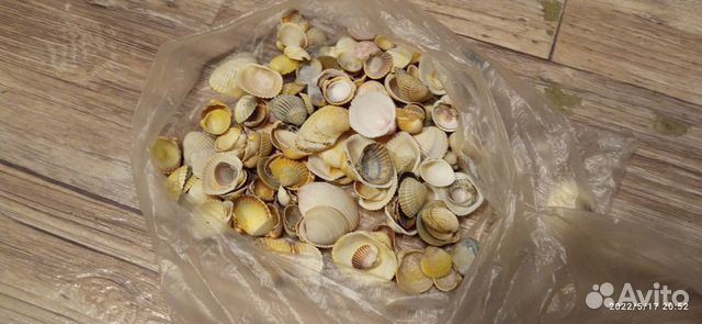 Ракушки для аквариума